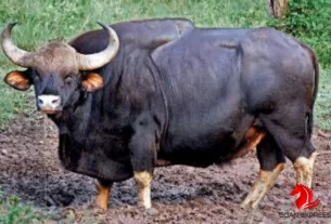 Bison-Rampage-Strikes-Ponda-Taluka-Two-Incidents-of-Attacks-Reported