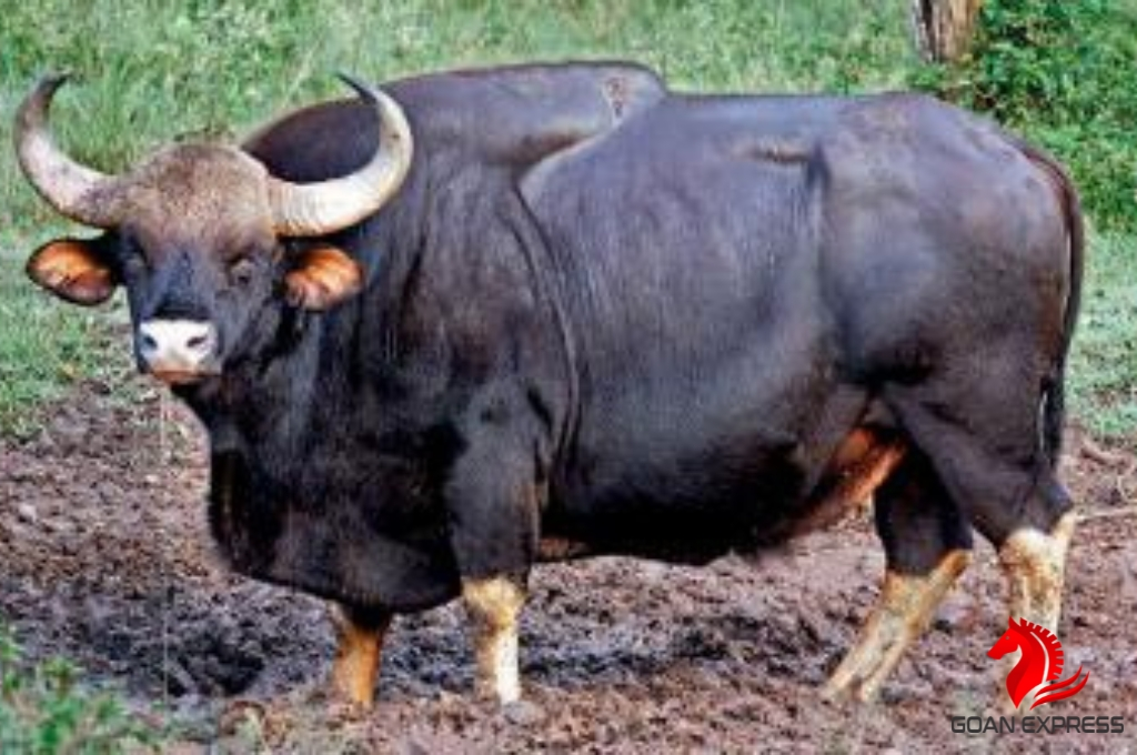 Bison-Rampage-Strikes-Ponda-Taluka-Two-Incidents-of-Attacks-Reported